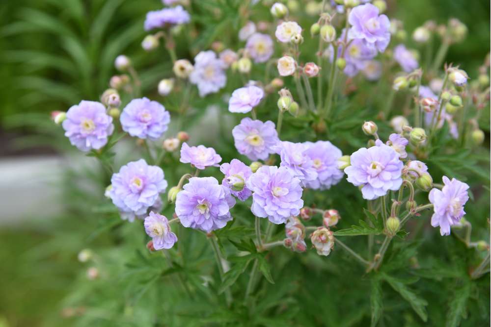 Praktnäva 'Summer Skies'